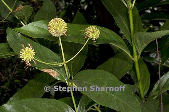 cephalanthus occidentalis 4 graphic